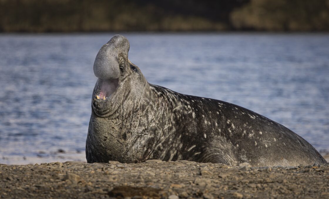 Roar at the ocean