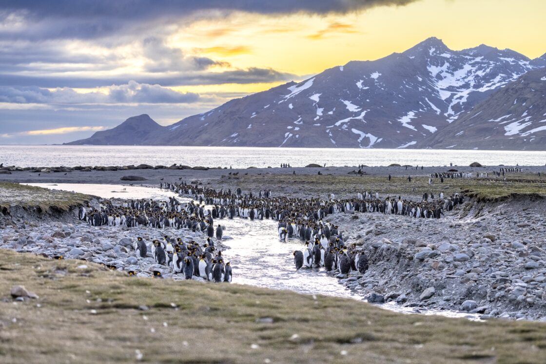 Penguin’s Life
