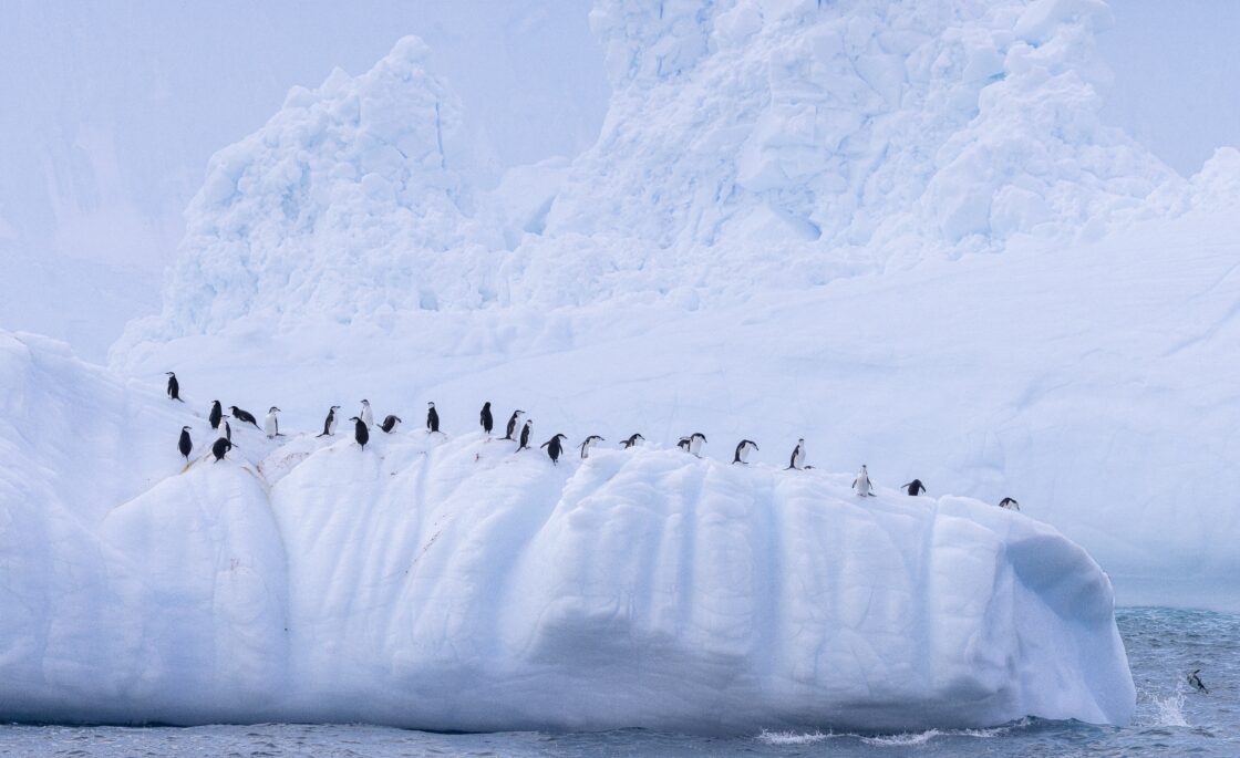 Gossip Penguins