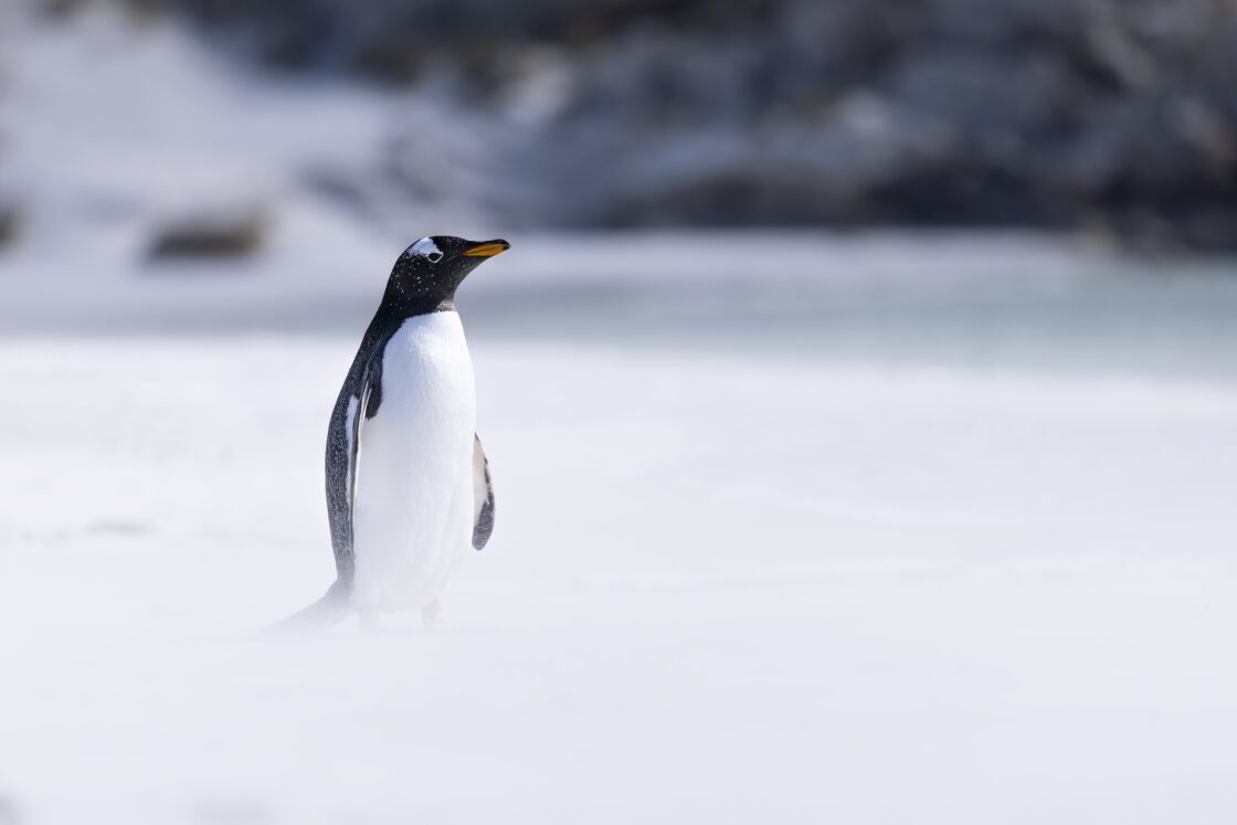 The Penguin